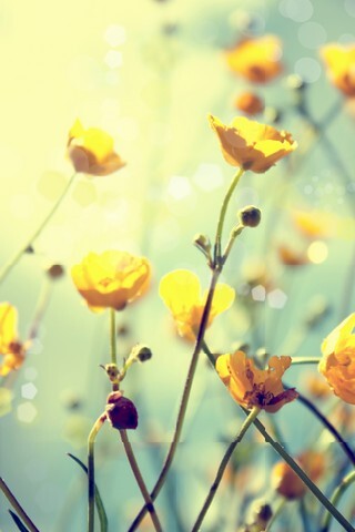 Buttercup yellow flower